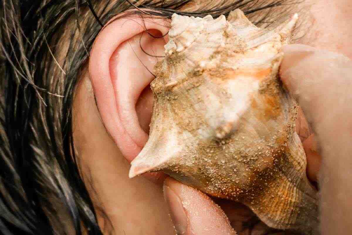 Perché nelle conchiglie sembra di sentire il rumore del mare? La spiegazione scientifica