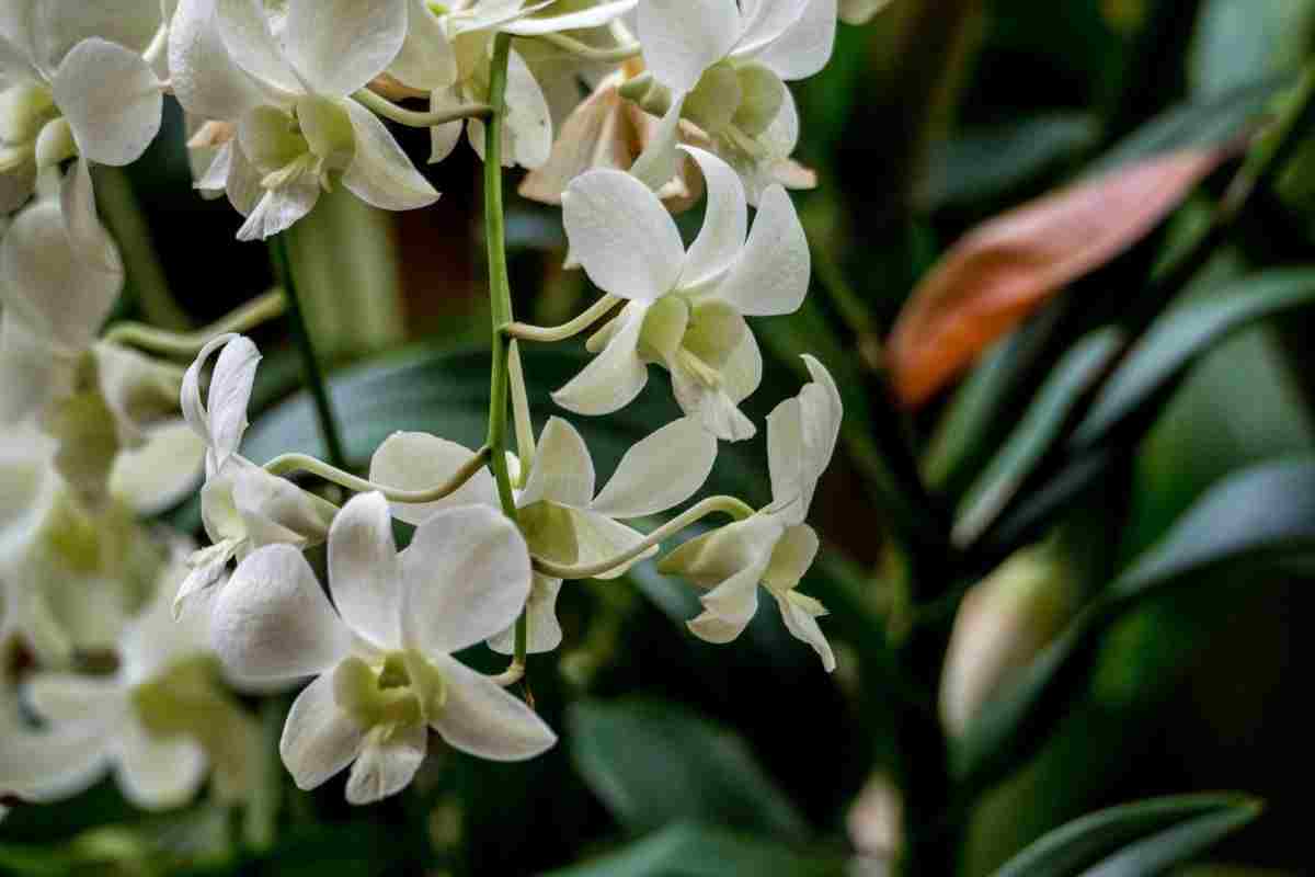 Il "trucco del ghiaccio" vitale per questa pianta: facendo così sarà sempre perfetta