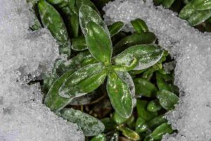 Il "trucco del ghiaccio" vitale per questa pianta: facendo così sarà sempre perfetta