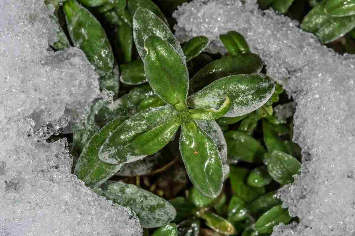 Il "trucco del ghiaccio" vitale per questa pianta: facendo così sarà sempre perfetta