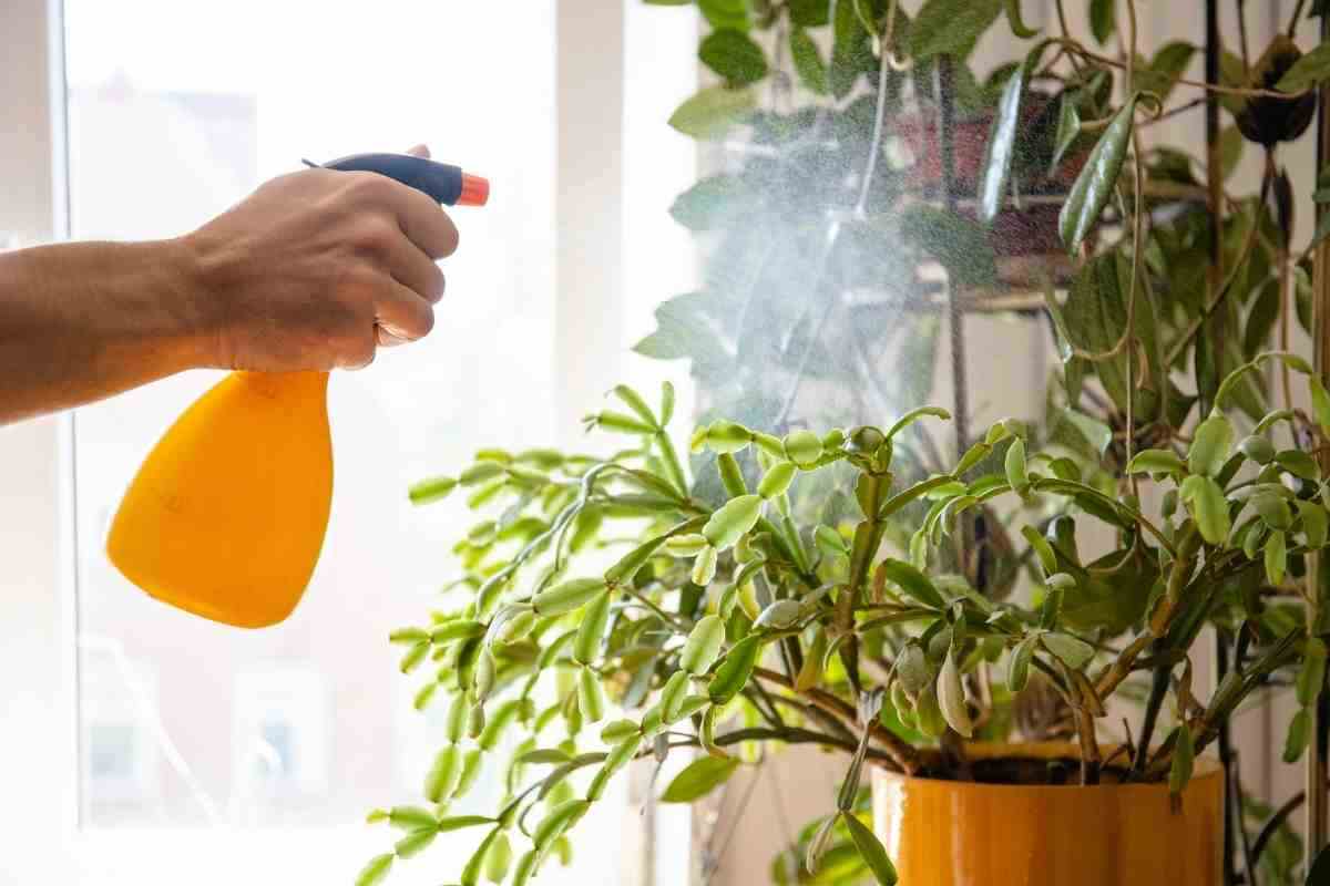 Con questo rimedio le vostre piante saranno l'invidia dei vostri vicini: basta usare questo liquido che tutti avete in frigo