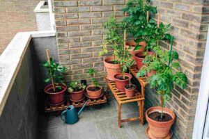 Con questo rimedio le vostre piante saranno l'invidia dei vostri vicini: basta usare questo liquido che tutti avete in frigo